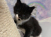 READY NOW Beautiful Ragcoon Kittens for Sale