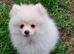 Fully Vacinated Girl Pomeranian Puppy adult weight 3 to 4 kilos. leaves with Pedigree, crate, bed,, training pads, food. Treats, toy, collar and lead.
