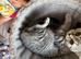 British Shorthair kitten