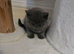 Pedigree Gccf registered kittens