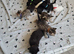 8 kittens