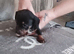 Dutch hound puppies