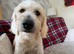 GOLDENDOODLE. F1
