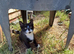 Cats for sale