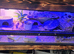 leopard gecko and full set up