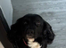 Female spaniel