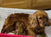 DNA Health and Breed Tested
