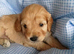 Cockapoo 2 girls two boys left