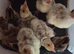 Turkey poults