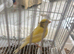 a 1 year old singing canary