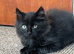 Black mixed Ragdoll kittens