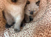 Adorable ragdoll kittens