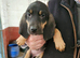 Bloodhound dog pups available