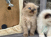 Only 3 left Mink and mink carrying ragdolls