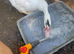 Stunning Muscovy ducklings