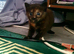 Cute, playful, lovely kitten &pound;200