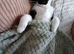 Kitten for rehome