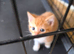 Ginger and Calicos cat for sale