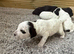Coockapoo puppies