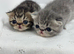 3 beautiful exotic females can be gccf registered if needed
