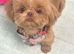 Molly shih tzu needs a new home KC Registered