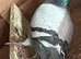 Racer pigeon
