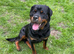 rottweiler stud