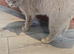 Beautiful lilac british-shorthair girl