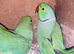 Proven breeding pair of Indian Ringneck
