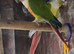 Cocktails lovebirds