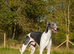 Beautiful lurcher female