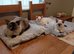Ragdoll Kitten for sale