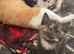 Gorgeous Kittens