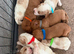 Beautiful litter Cavapoo