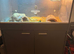 Tortoise with enclosure set up