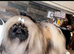 Stunning high quality Pekingese puppies