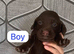 Working cocker spaniel puppy&rsquo;s