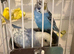 Budgies Adults & Young Blue White Yellow Green