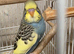 Gorgeous Baby Budgies