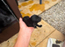 Cocker Spaniel Puppies for Sale