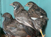 Chinese painted quail cpq