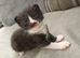 Kittens READY NOW Neath