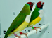 Beautiful pair of gouldian finches for sale