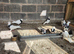 Iranian pigeons
