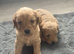 Last 2 cockapoo puppies