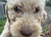 Doodles looking new homes