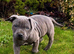 Beautiful Staffordshire bull terrior puppies
