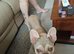 2 year old French bulldog for sale