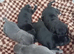 Beautiful Staffordshire pups
