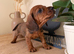 Exceptional standard wire haired dachshund puppies